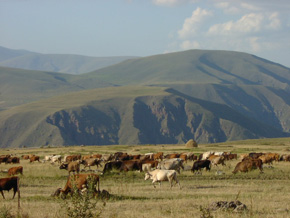Erzincan’da mera alanları genişliyor