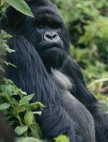 Bilinmeyen 125 bin goril ortaya çıktı