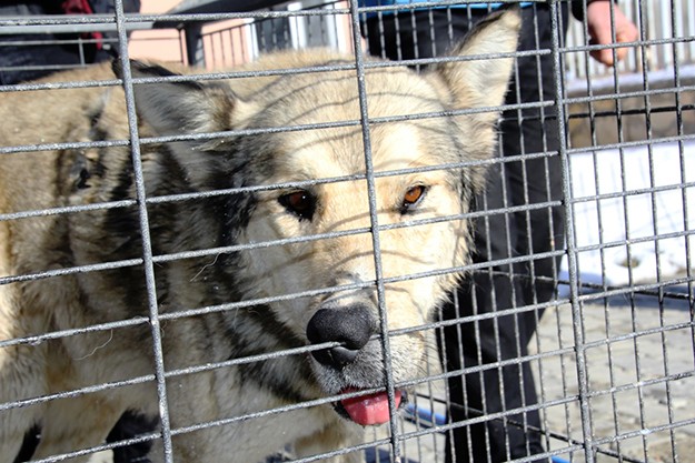 Bayburt’ta şehir merkezine inen kurt yakalandı!
