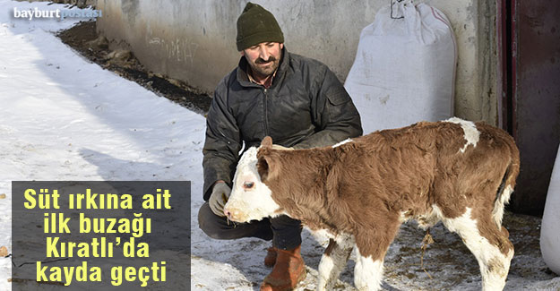 Bayburt'ta süt ırkına ait ilk buzağı Kıratlı köyünde