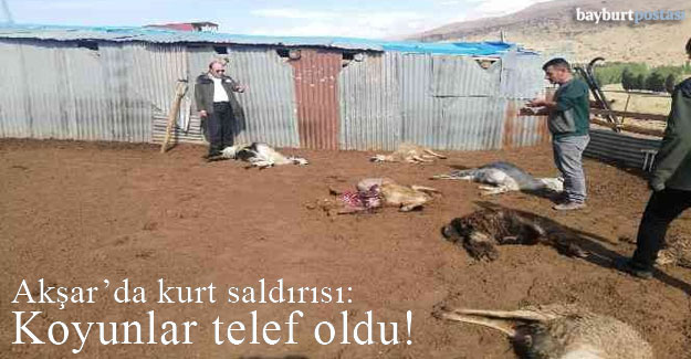 Akşar'da kurt saldırısı: 12 koyun telef oldu!