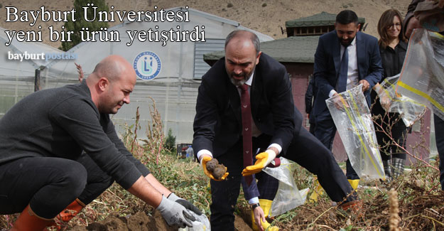 Bayburt Üniversitesi yeni bir ürün yetiştirdi: Mor Patates