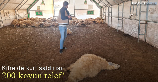 Kitre'de kurt saldırısı: 200 koyun telef oldu!