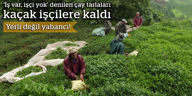 Çay tarlalarında 10 bin kaçak işçi çalışıyor
