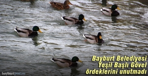 Bayburt Belediyesi, Yeşil Başlı Gövel ördeklerini unutmadı