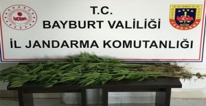 Bayburt'ta kenevir bitkisi ele geçirildi