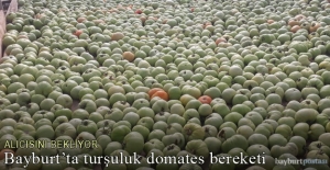 Bayburt'un Aslandede köyünde turşuluk domates bereketi