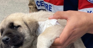Akşar'daki yaralı yavru köpeğe Hayvanları Koruma Timi müdahale etti