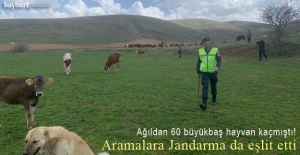 Aşağı Pınarlı köyünde ağıldan kaçan 60 büyükbaş hayvan bulundu!