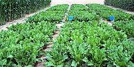 Ortaokul öğrencilerine ‘organik tarım’ dersi