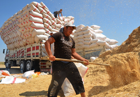 Bu yıl ülke genelinde yaşanan saman krizi öncesinde Bayburt’ta yeterli miktarda stok yapan çiftçiler, çevre illere satışta ise ithal samanla yarışıyor…